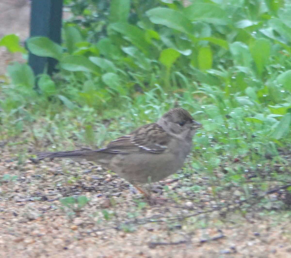 Golden-crowned Sparrow - ML647035651