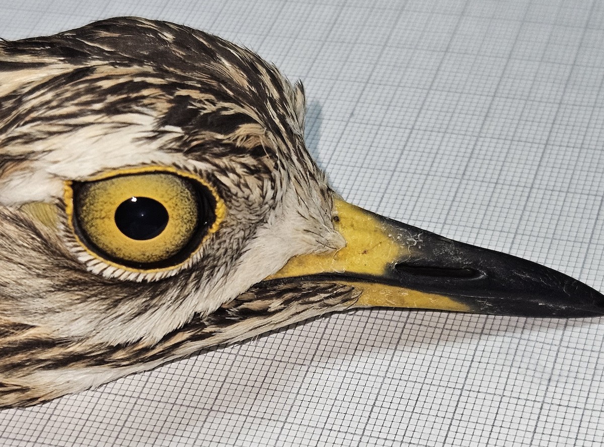 Spotted Thick-knee - ML647035653