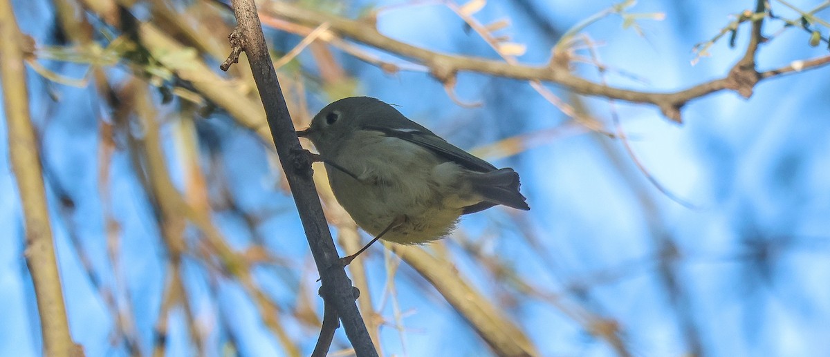 Ruby-crowned Kinglet - ML647035661