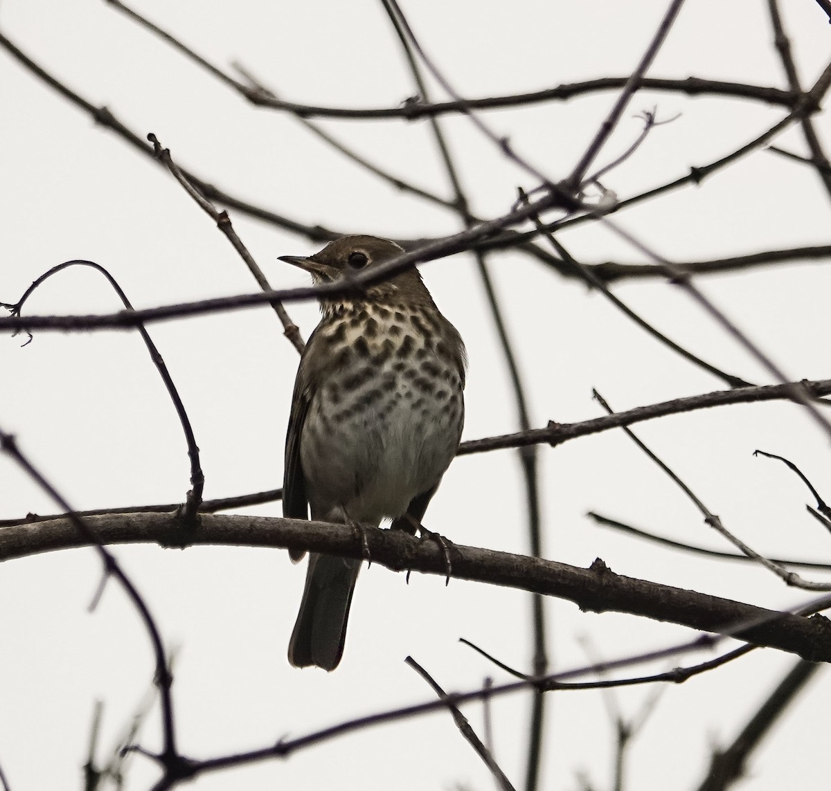 Hermit Thrush - ML647035662