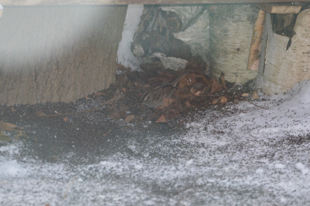 White-throated Sparrow - ML647035666