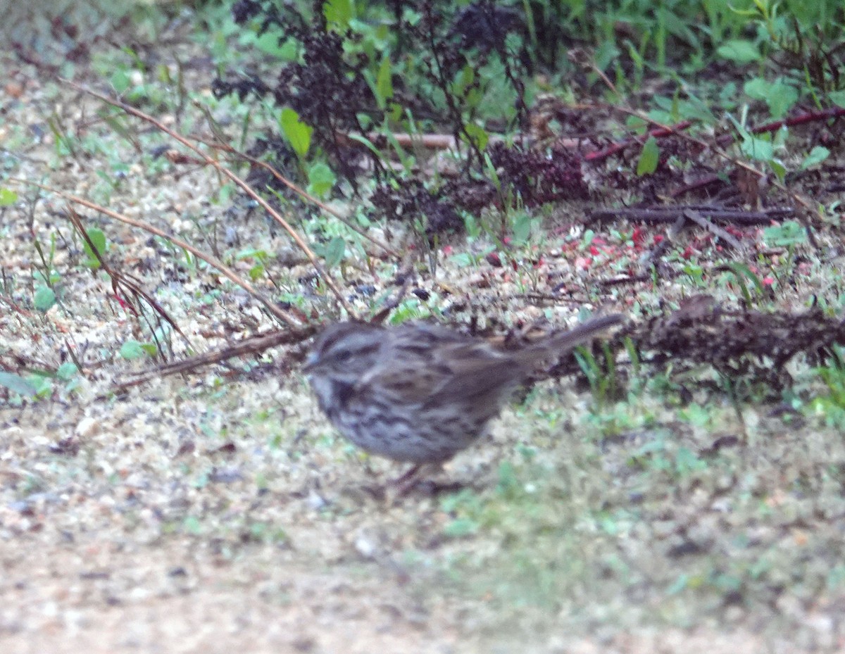 Song Sparrow - ML647035668