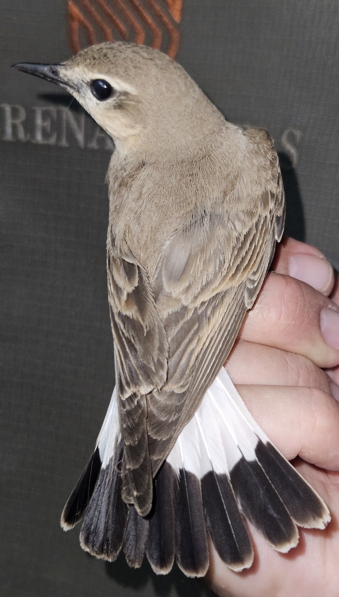 Isabelline Wheatear - ML647035671