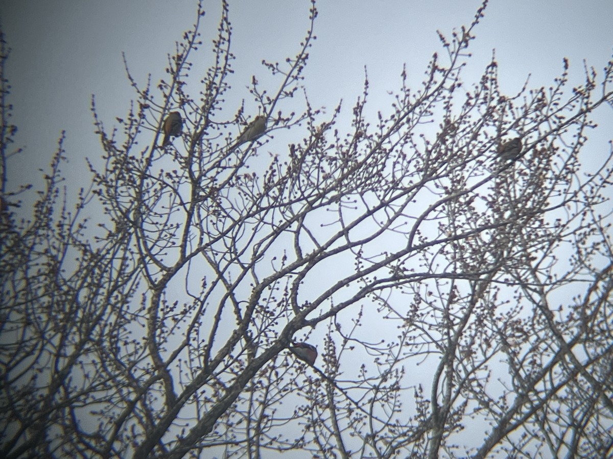 פתיאלי אורנים - ML647035675