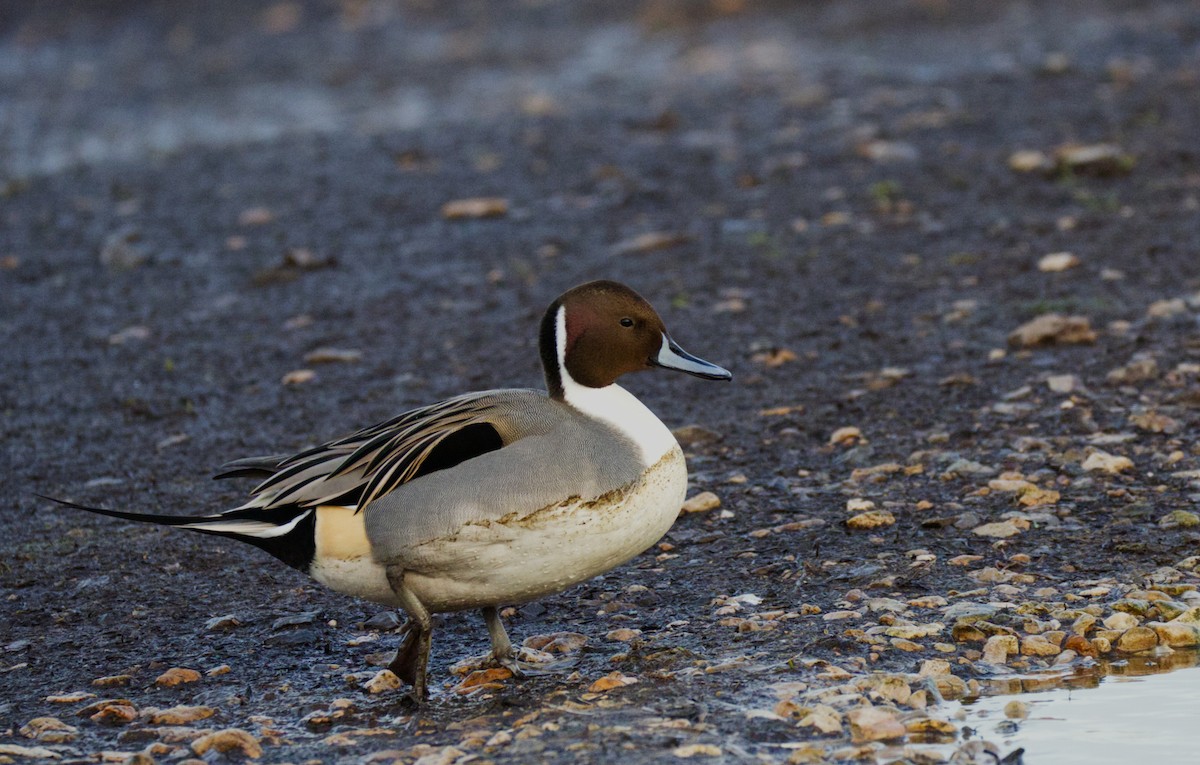 Northern Pintail - ML647035677