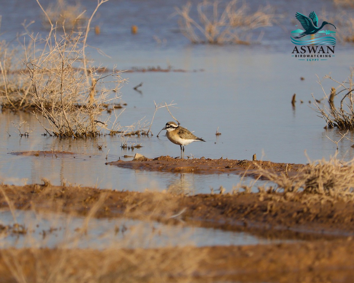 Kittlitz's Plover - ML647035680
