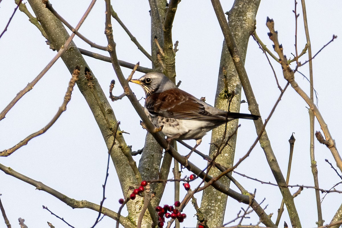 drozd kvíčala - ML647035685