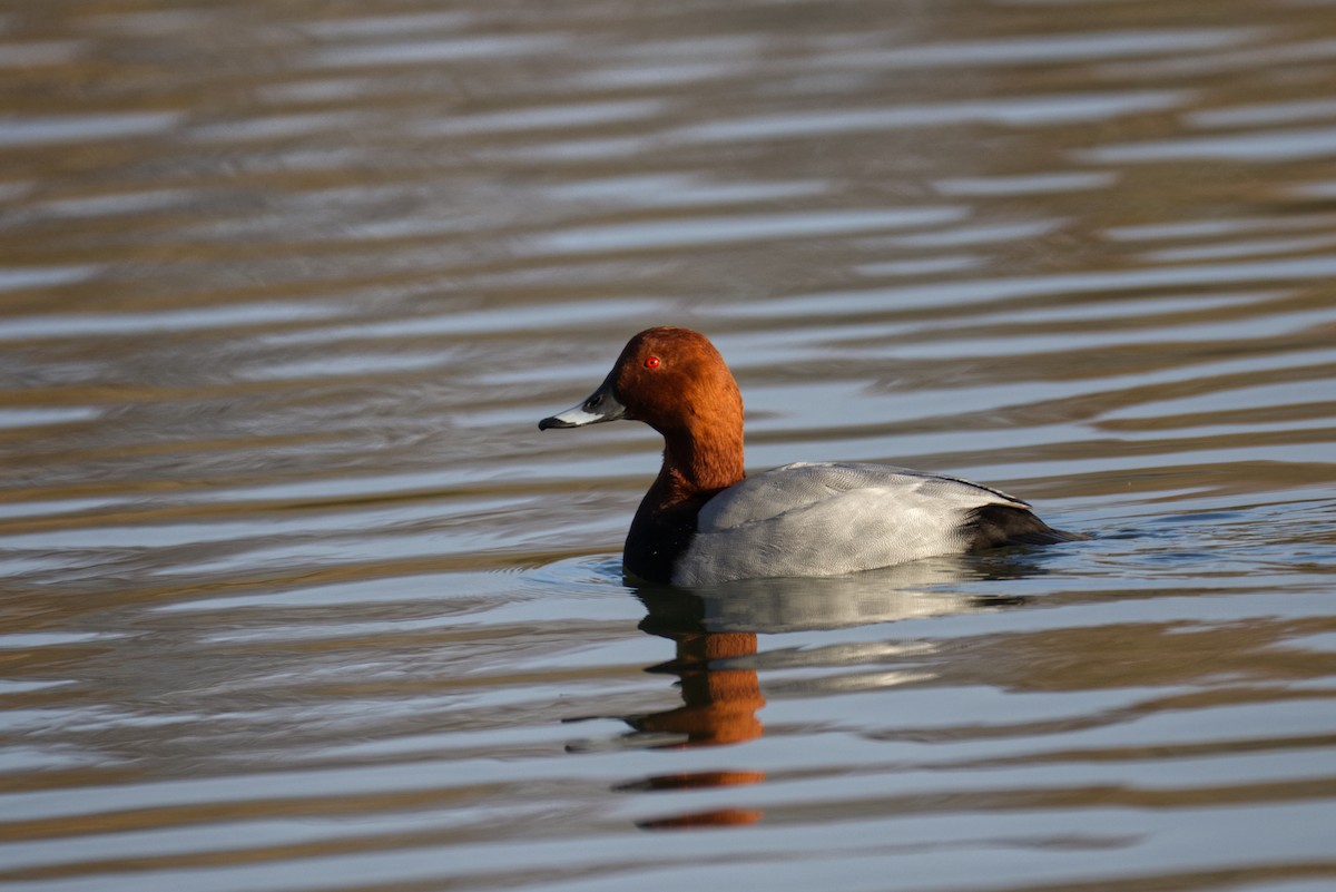 Common Pochard - ML647035690