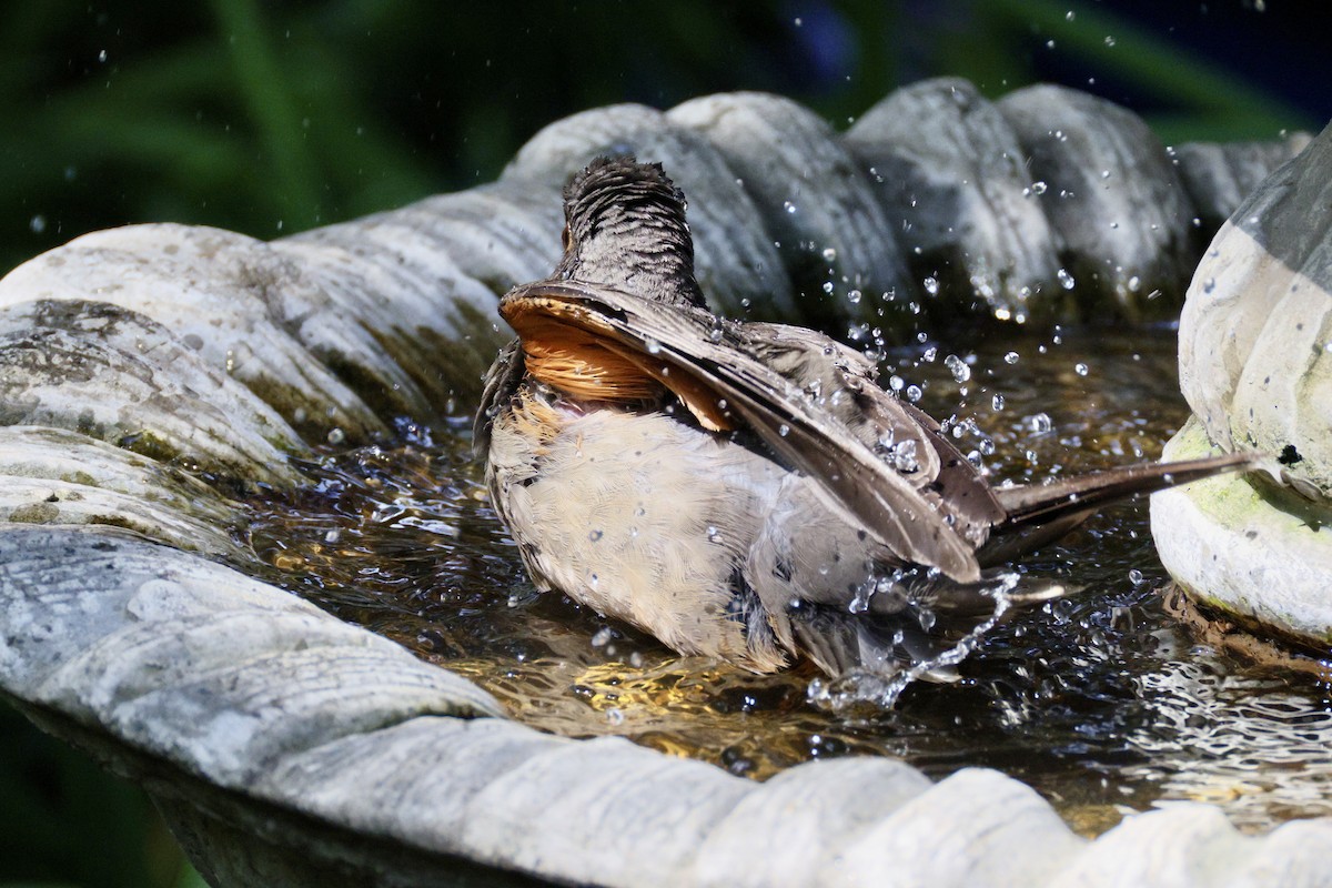 Karoo Thrush - ML647035691