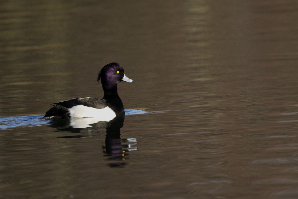 Tufted Duck - ML647035702