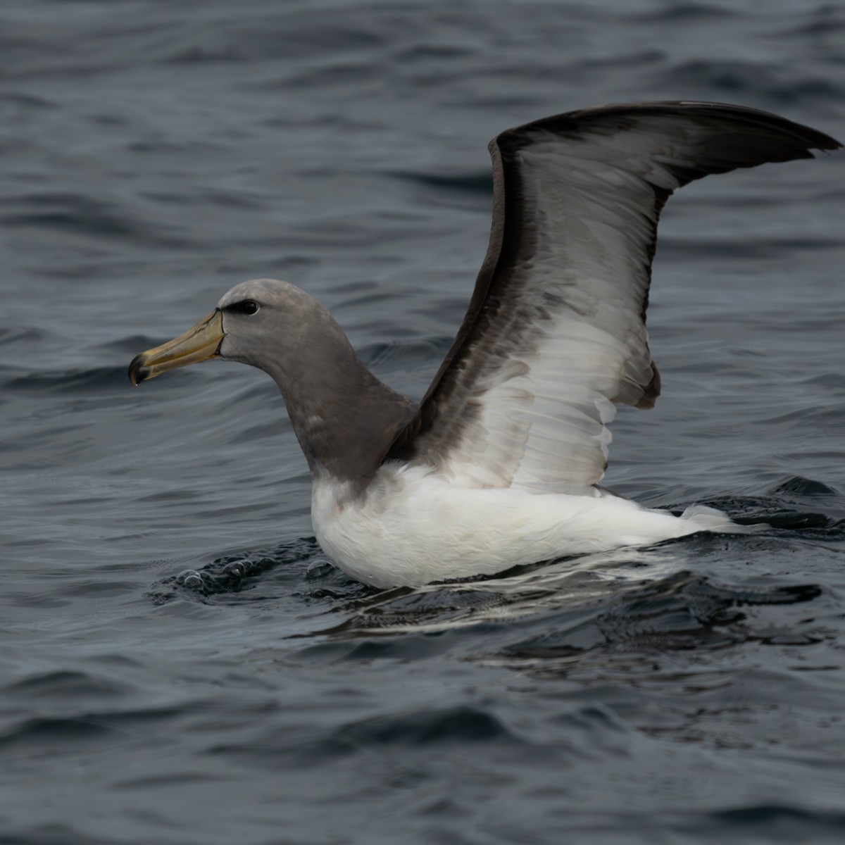 サルビンアホウドリ - ML647035703