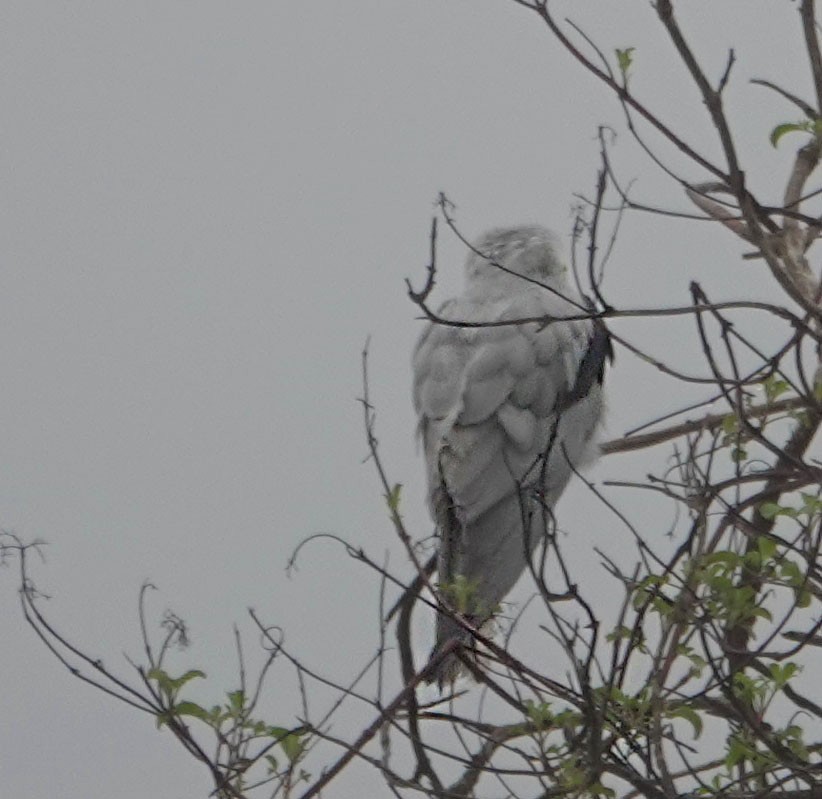 White-tailed Kite - ML647035710