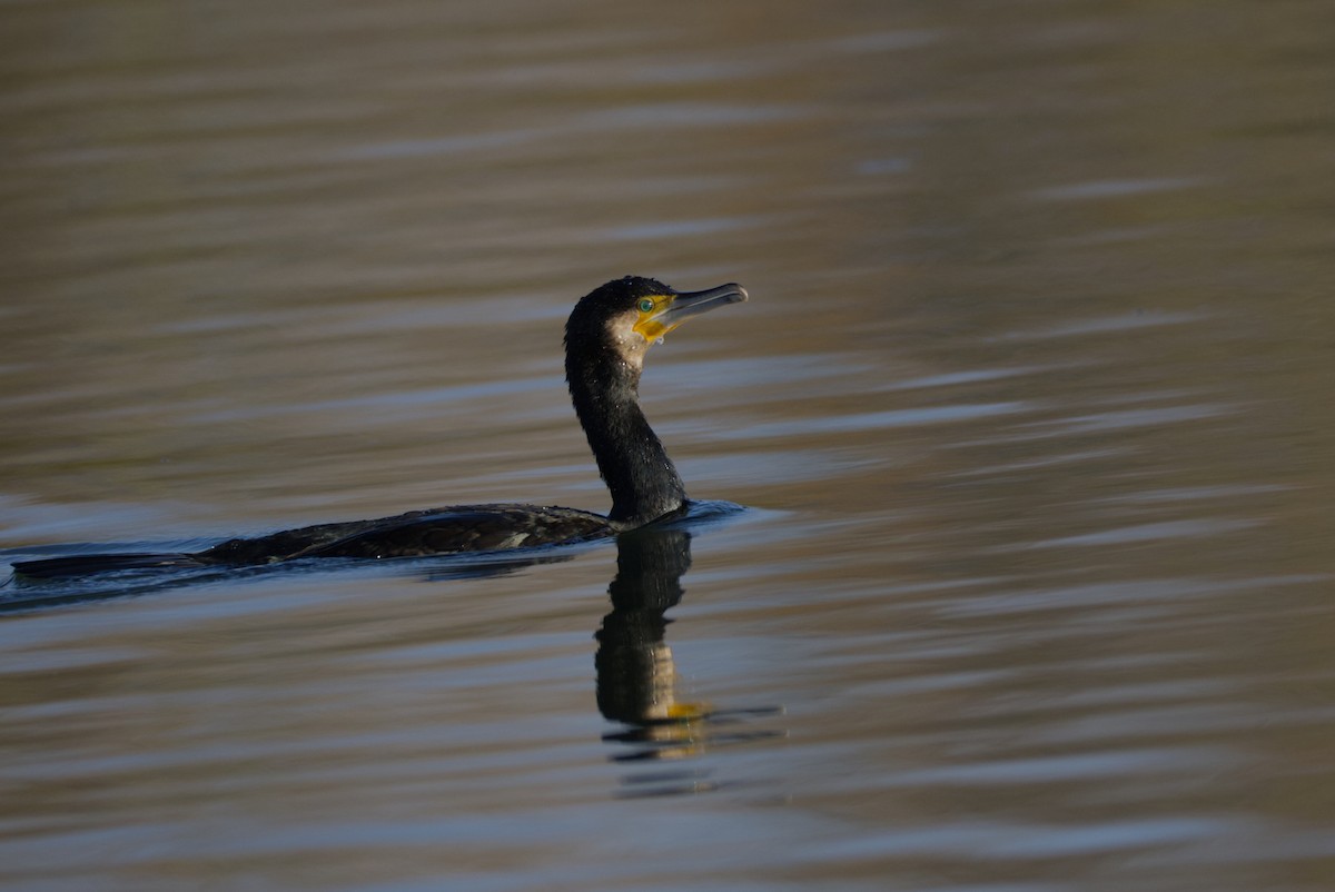 Great Cormorant - ML647035711