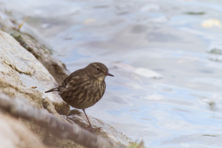 linduška skalní - ML647035714