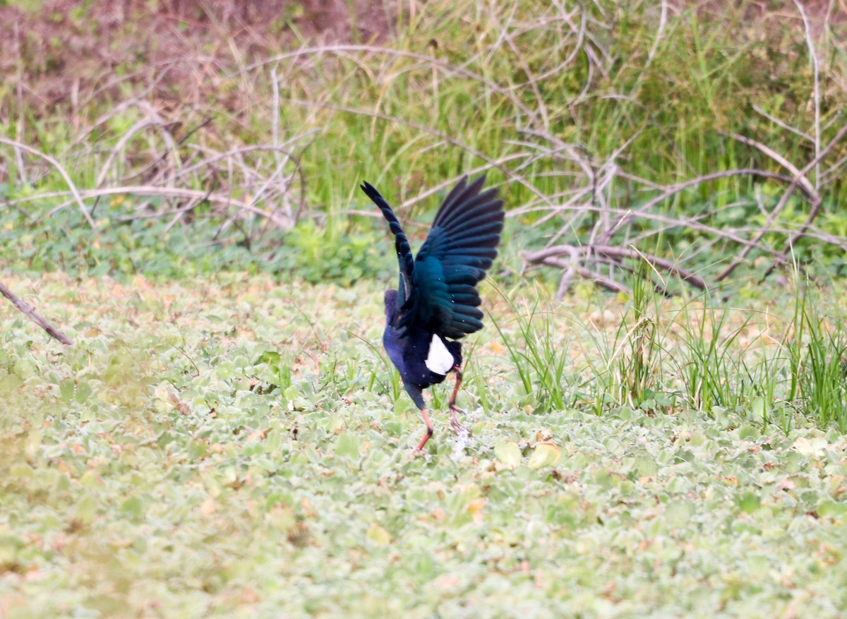 Uroilo urdin burugrisa - ML647035719