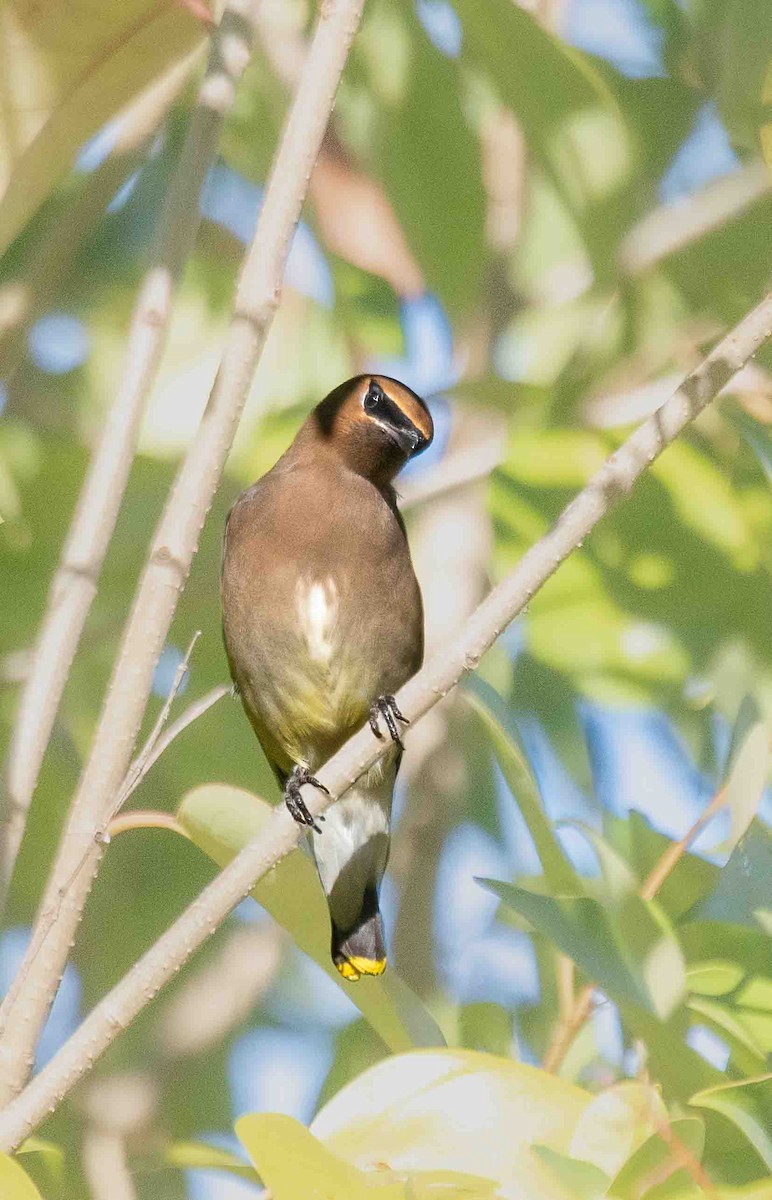 Cedar Waxwing - ML647035727