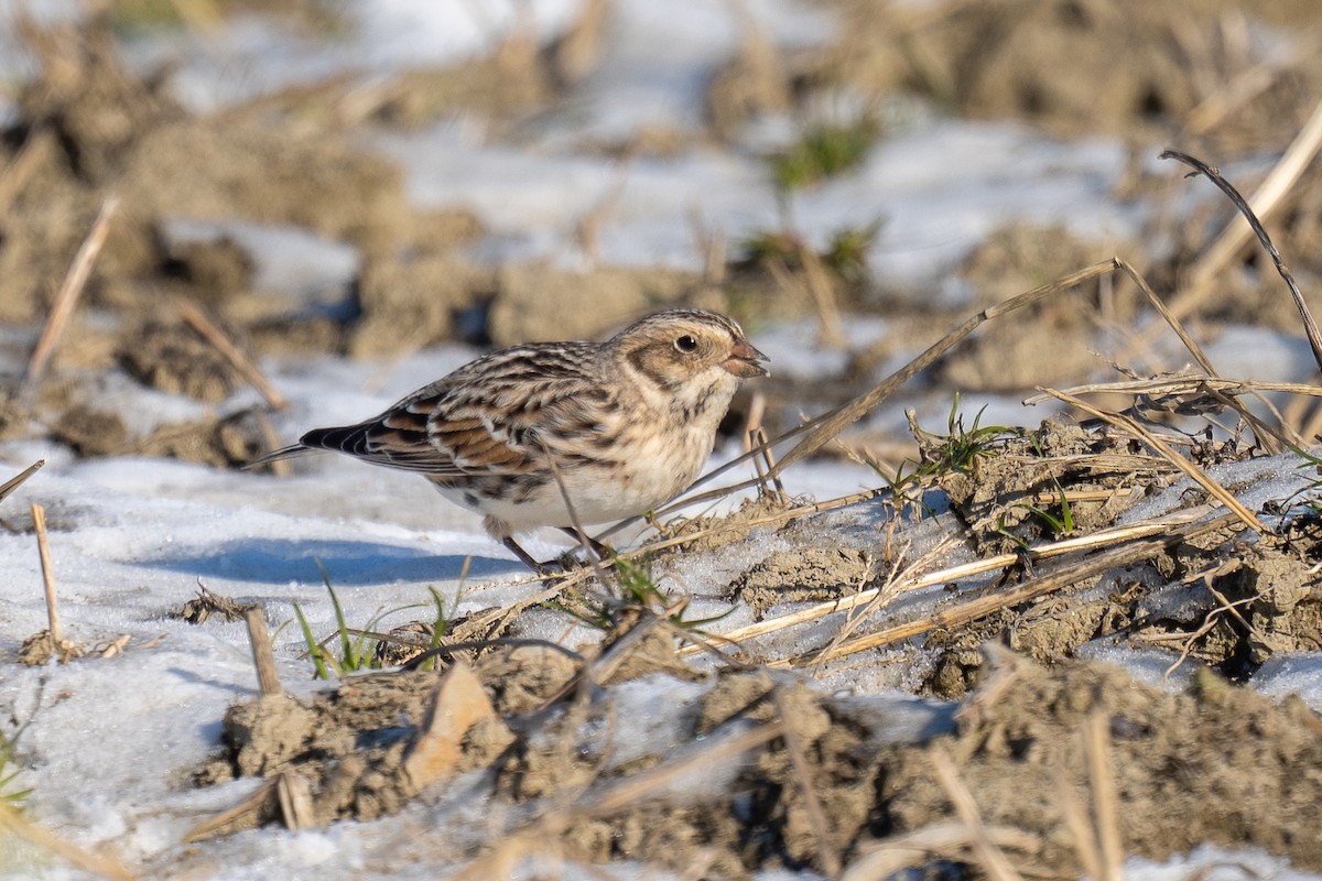 Подорожник лапландський - ML647035733