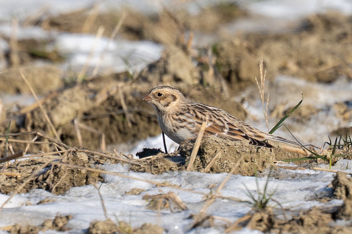 Подорожник лапландський - ML647035737