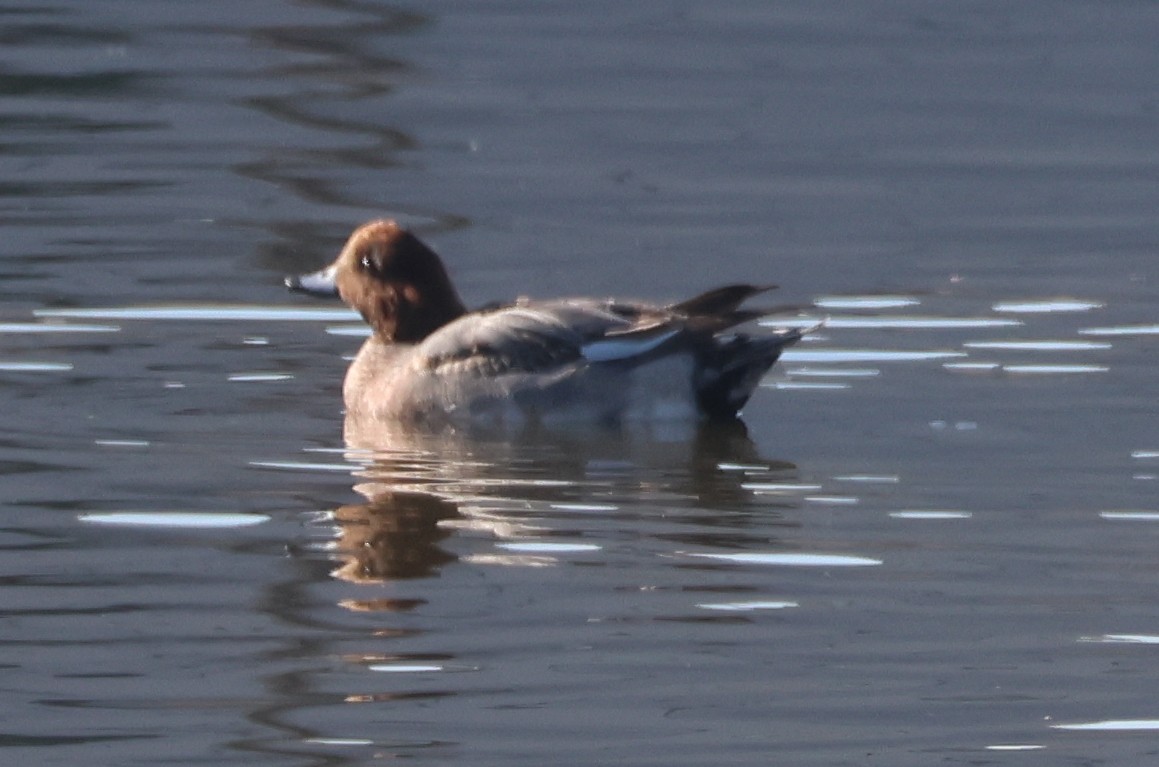 Eurasian Wigeon - ML647035747