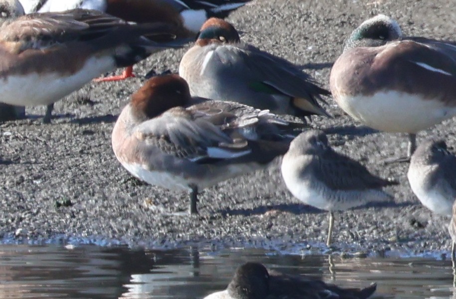 Eurasian Wigeon - ML647035748