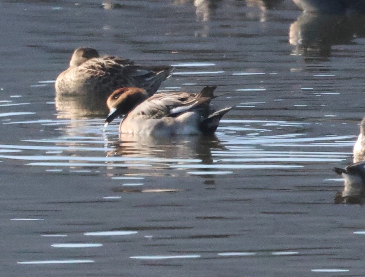 Eurasian Wigeon - ML647035749