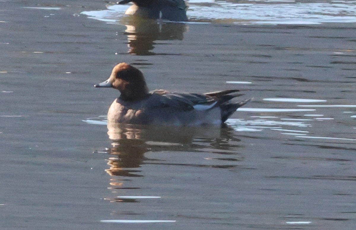 Eurasian Wigeon - ML647035750