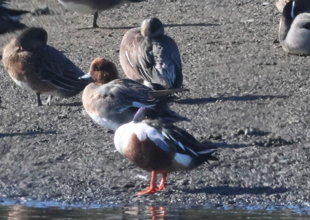 Eurasian Wigeon - ML647035751