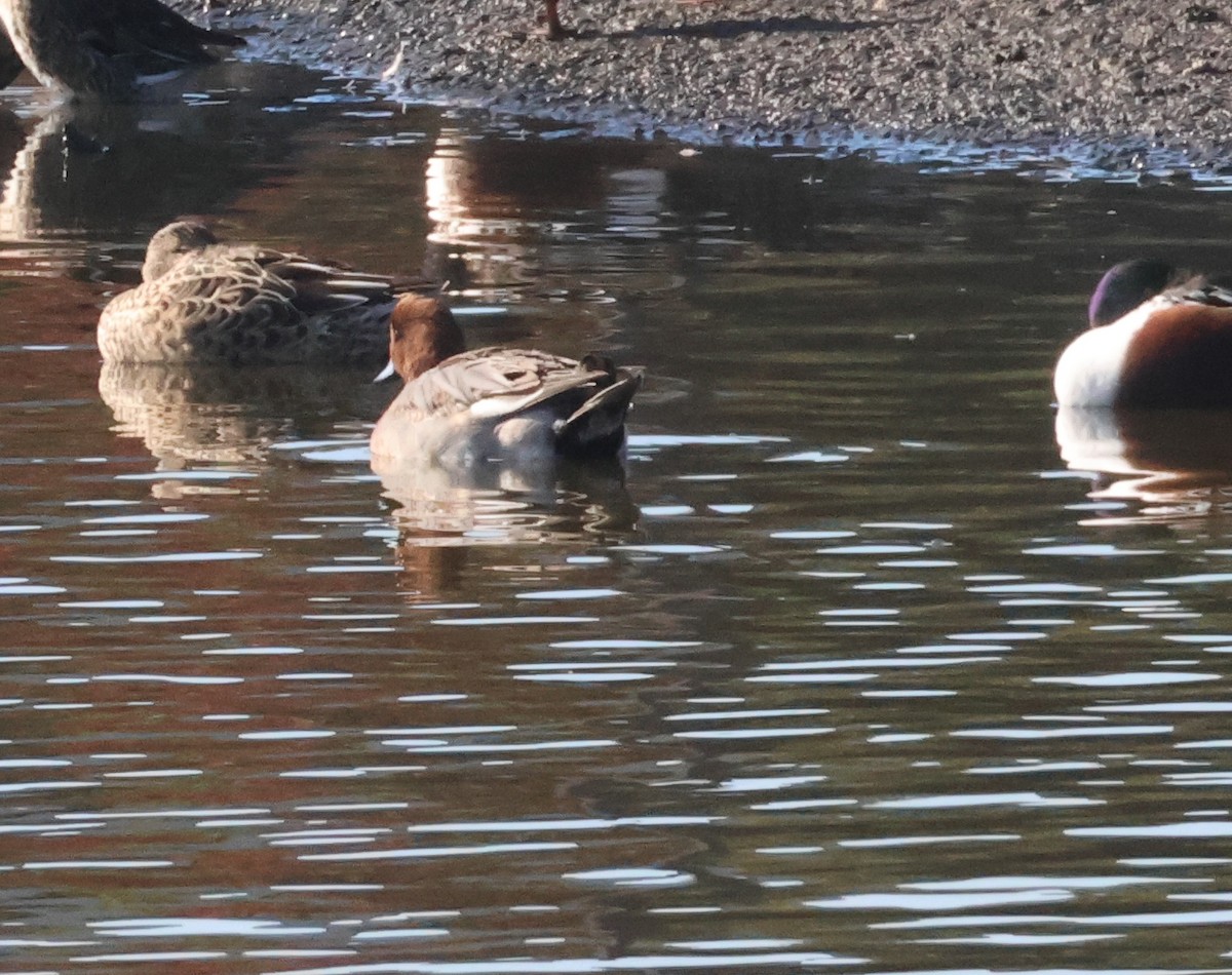 Eurasian Wigeon - ML647035752