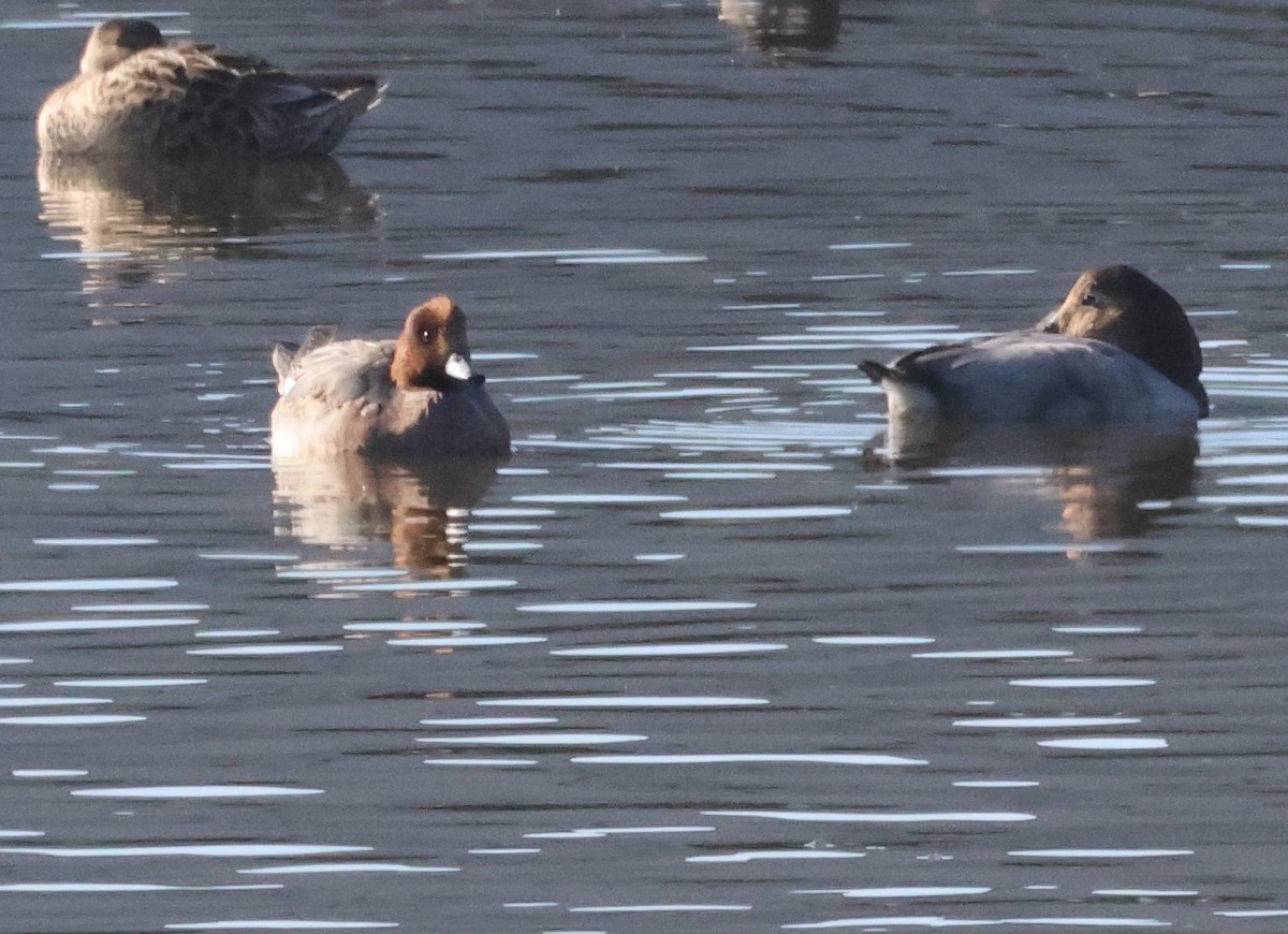 Eurasian Wigeon - ML647035753