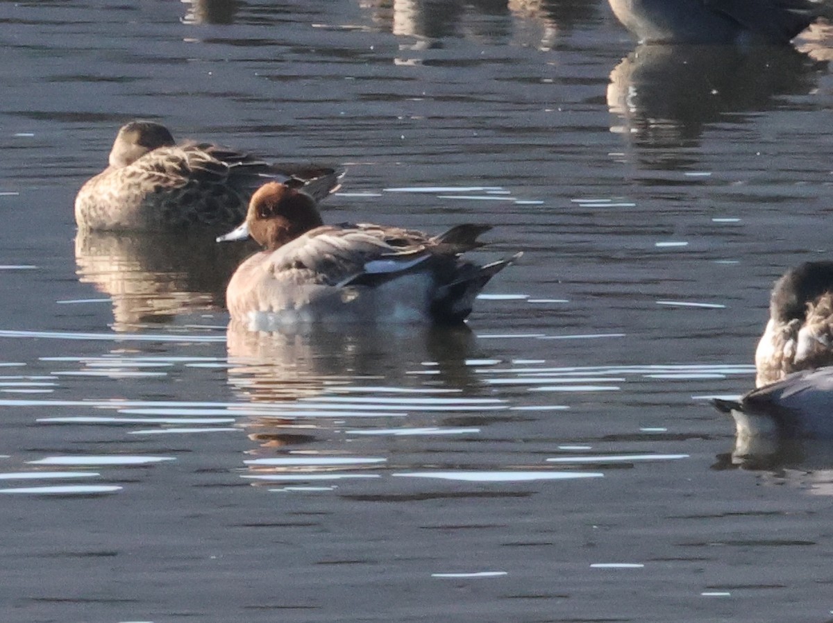 Eurasian Wigeon - ML647035754