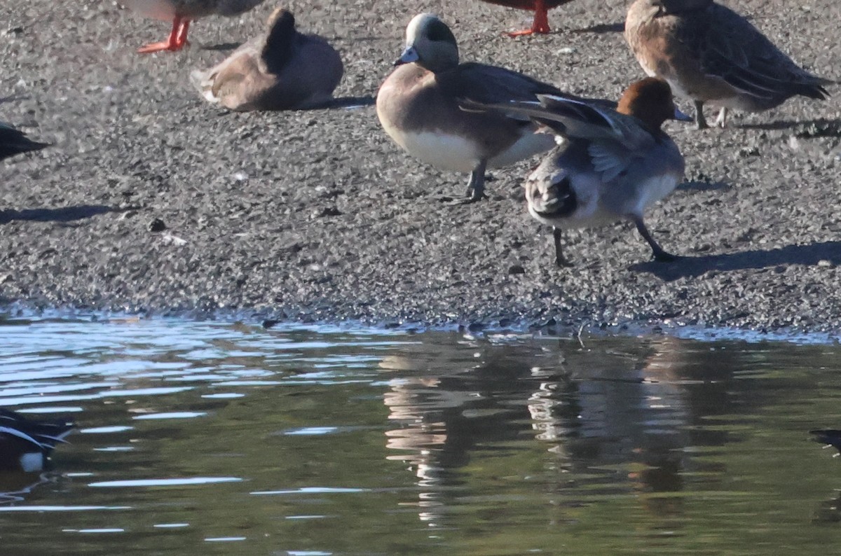 Eurasian Wigeon - ML647035755