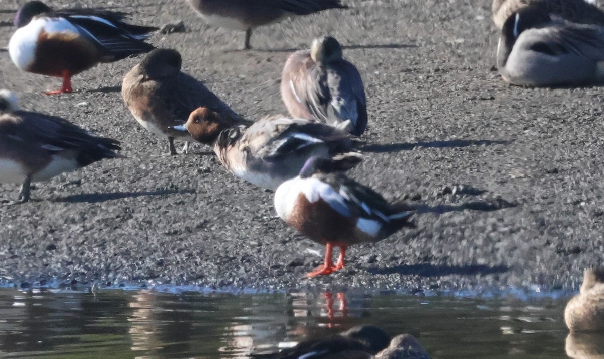 Eurasian Wigeon - ML647035756