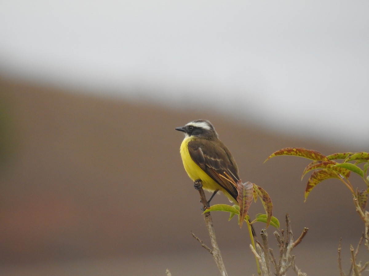 Social Flycatcher - ML647035770