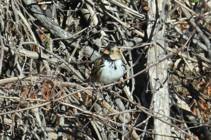 granspurv - ML647035771