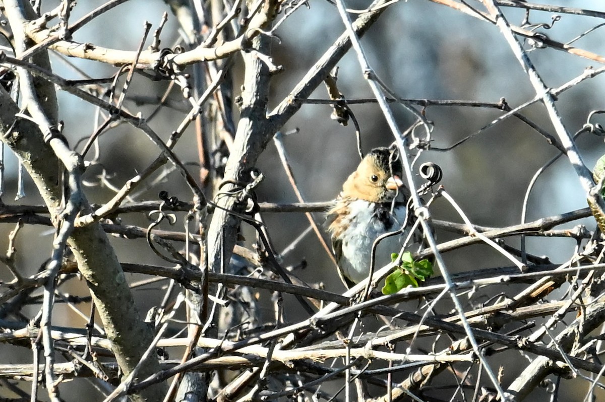 granspurv - ML647035772