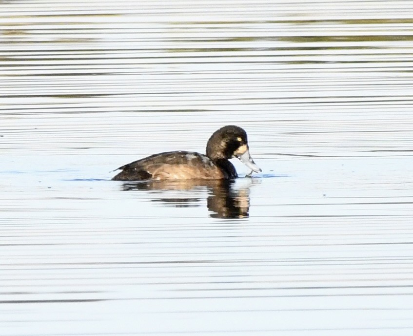 polák kaholka - ML647035778