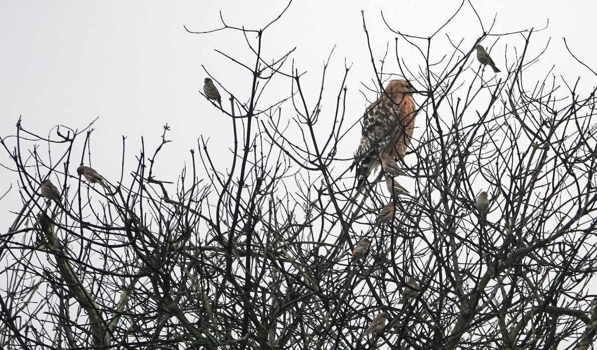 Red-shouldered Hawk - ML647035781