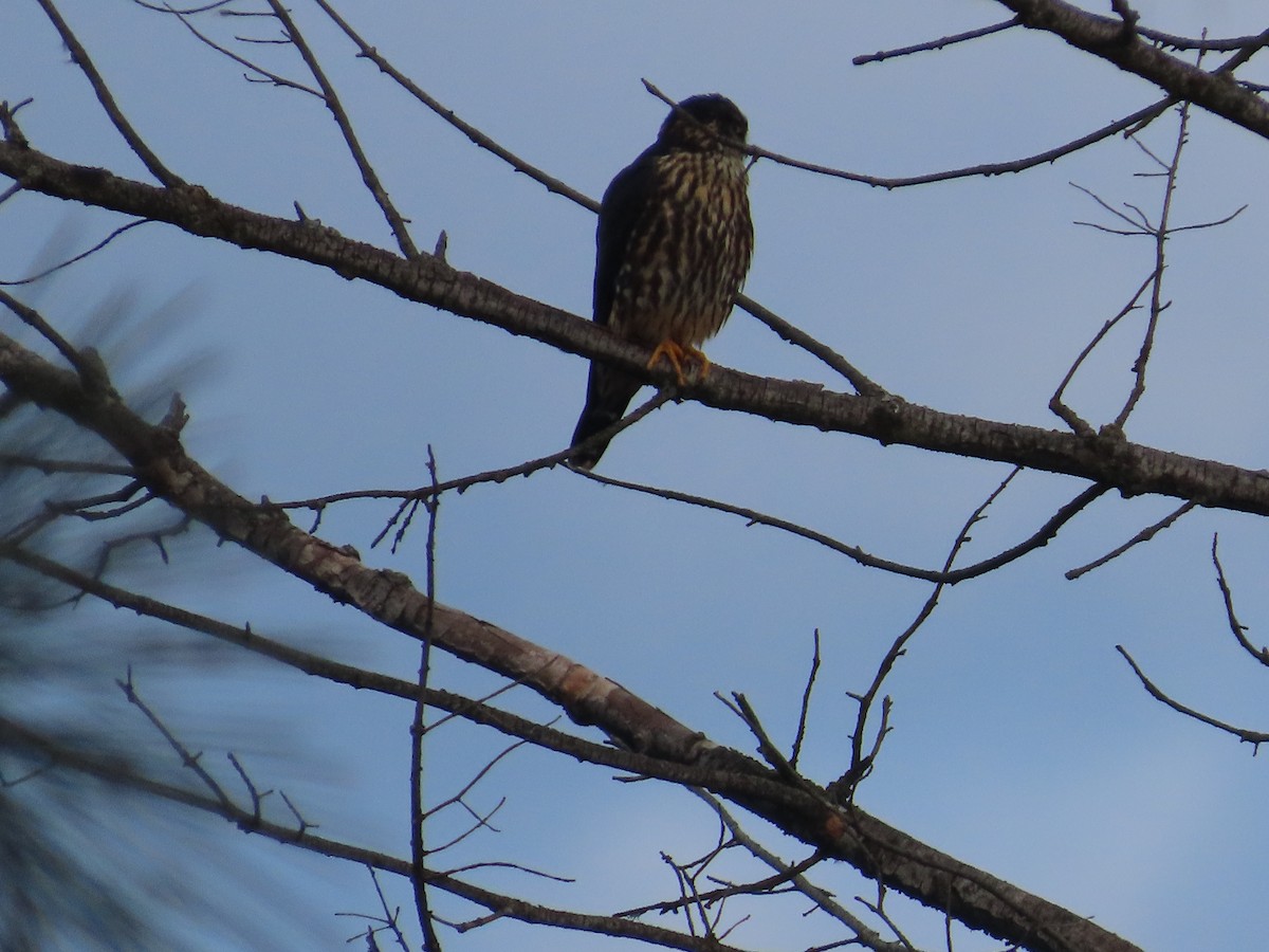 Merlin - ML647035785