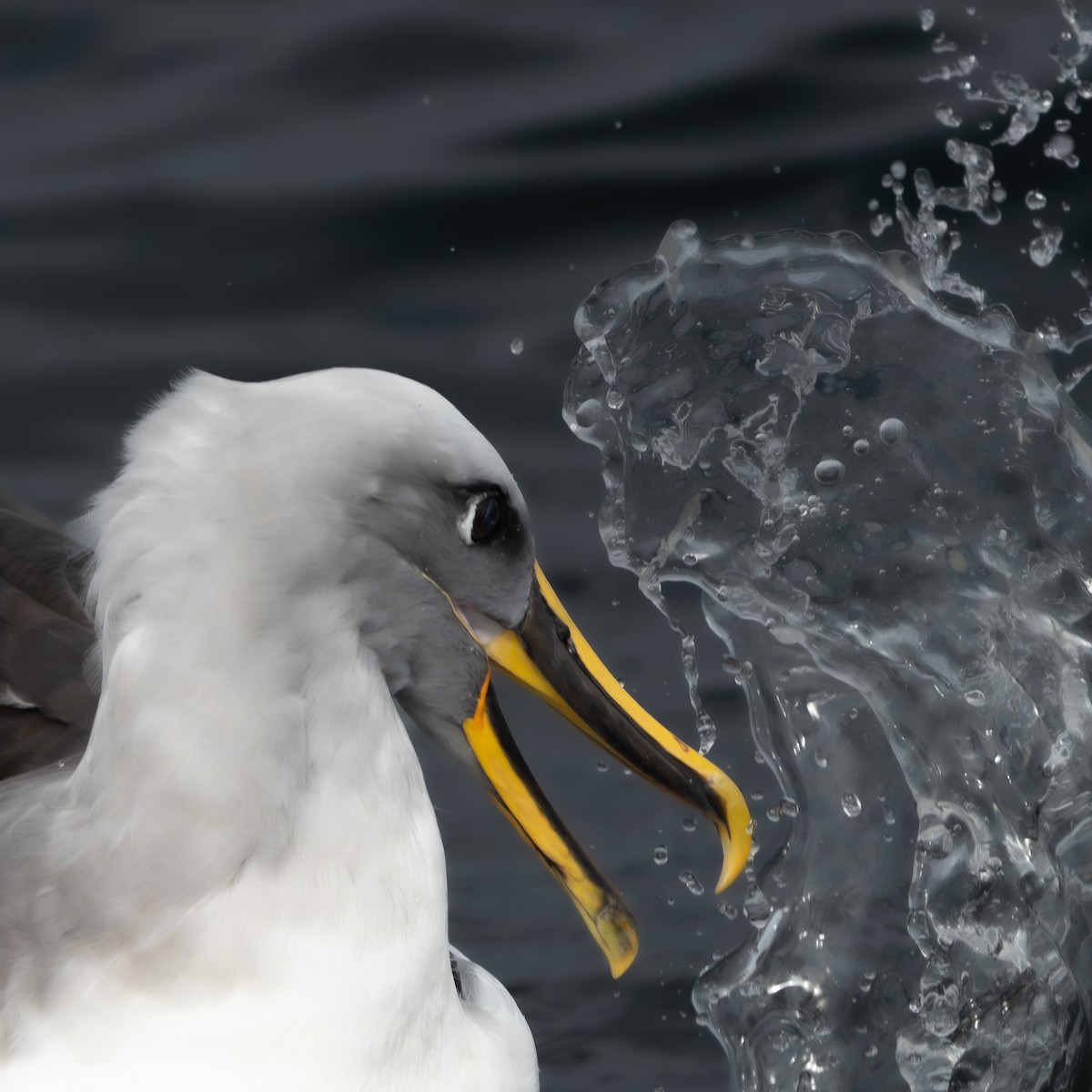 Buller's Albatross - ML647035788