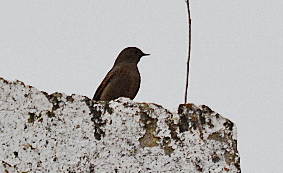 rehek domácí - ML647035807