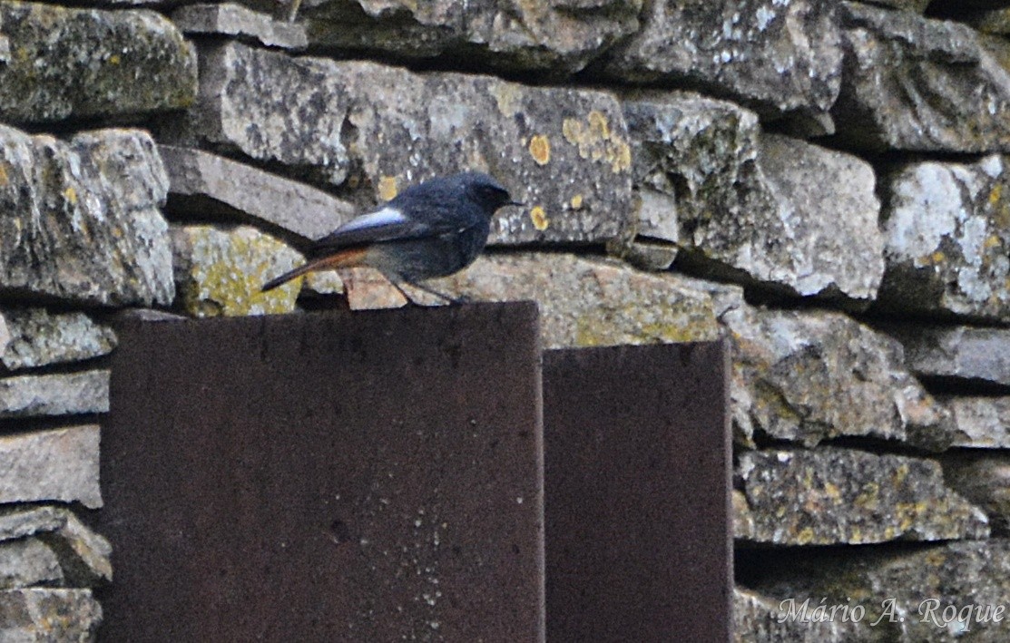 rehek domácí - ML647035808