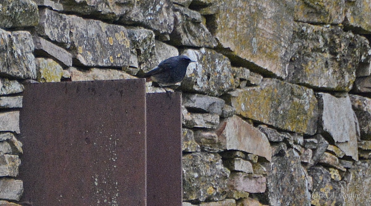 rehek domácí - ML647035809