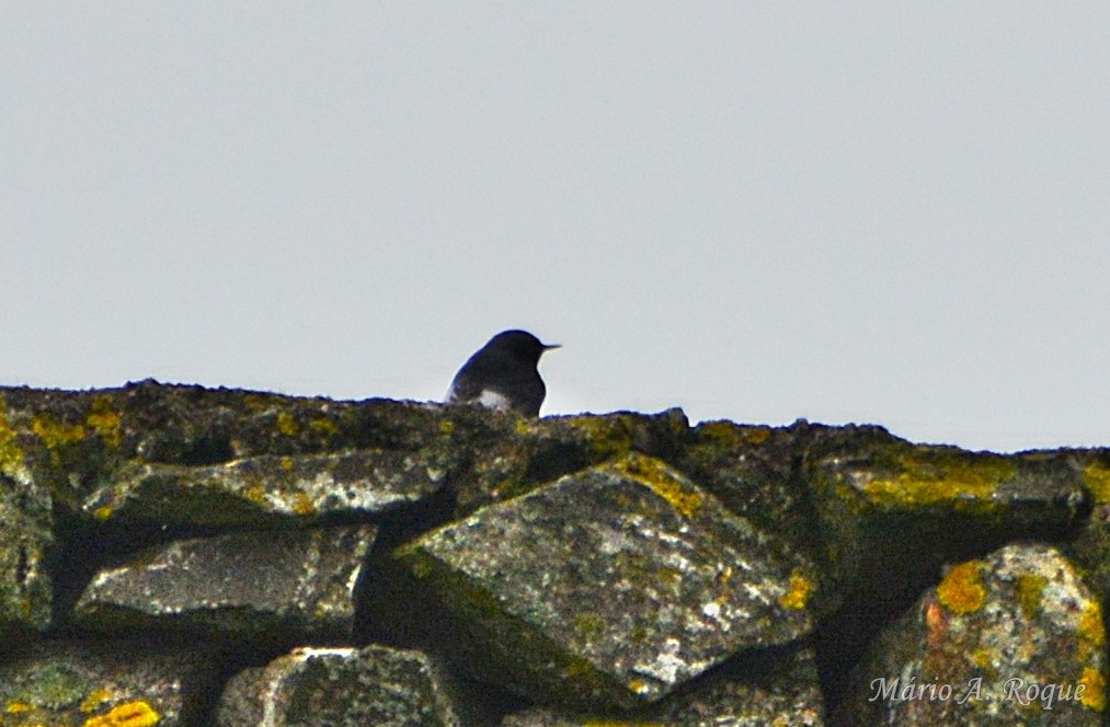 rehek domácí - ML647035810