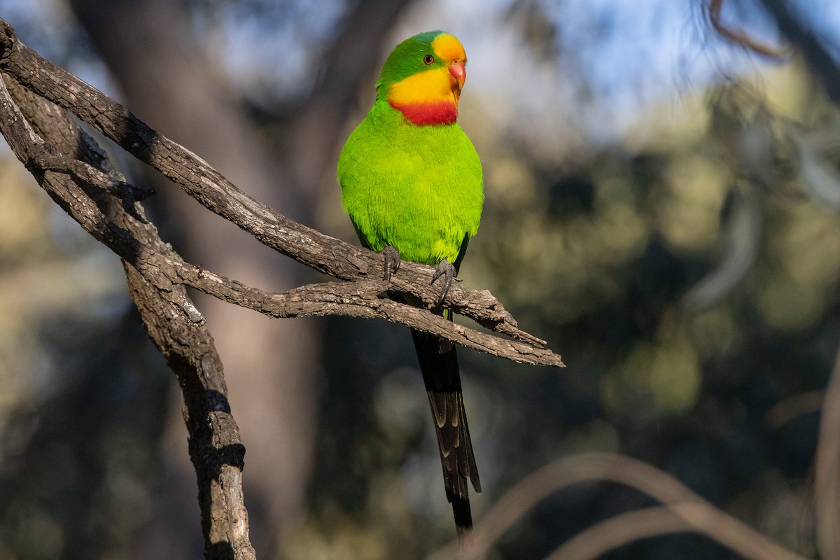 Superb Parrot - ML647035812