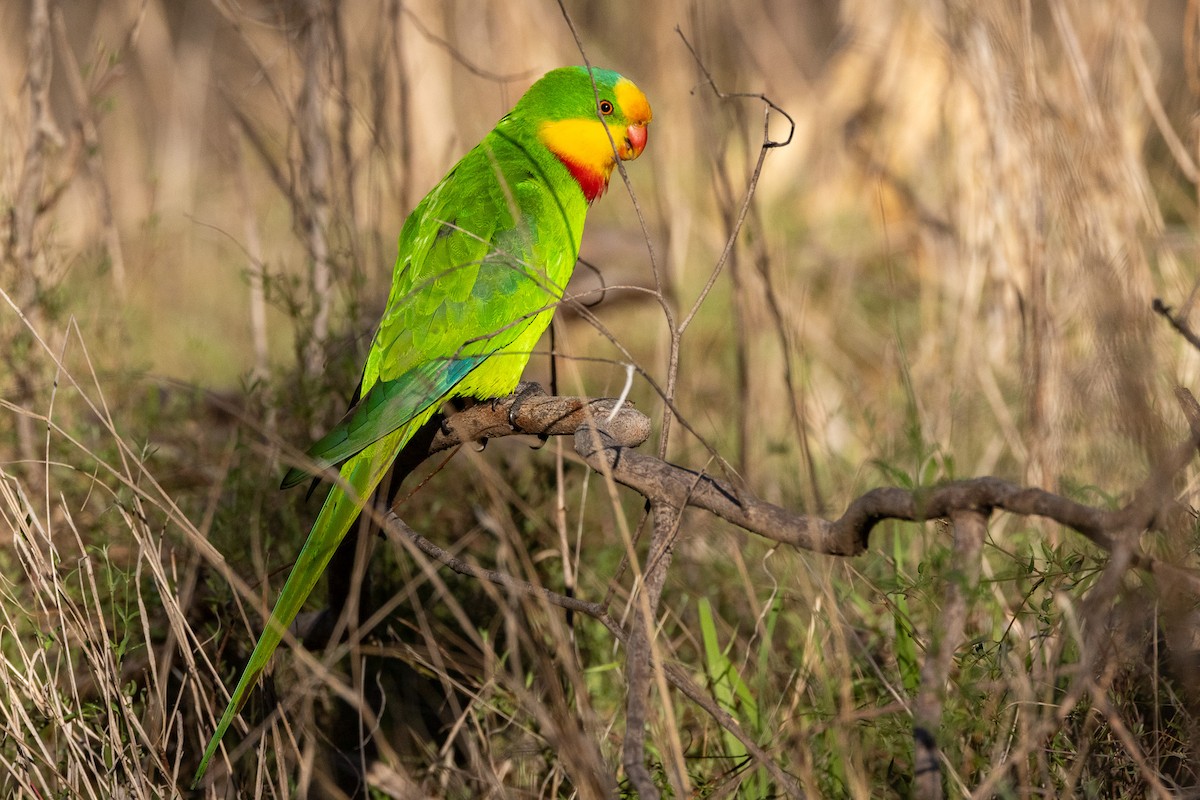 Superb Parrot - ML647035813
