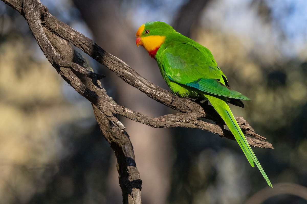 Superb Parrot - ML647035814