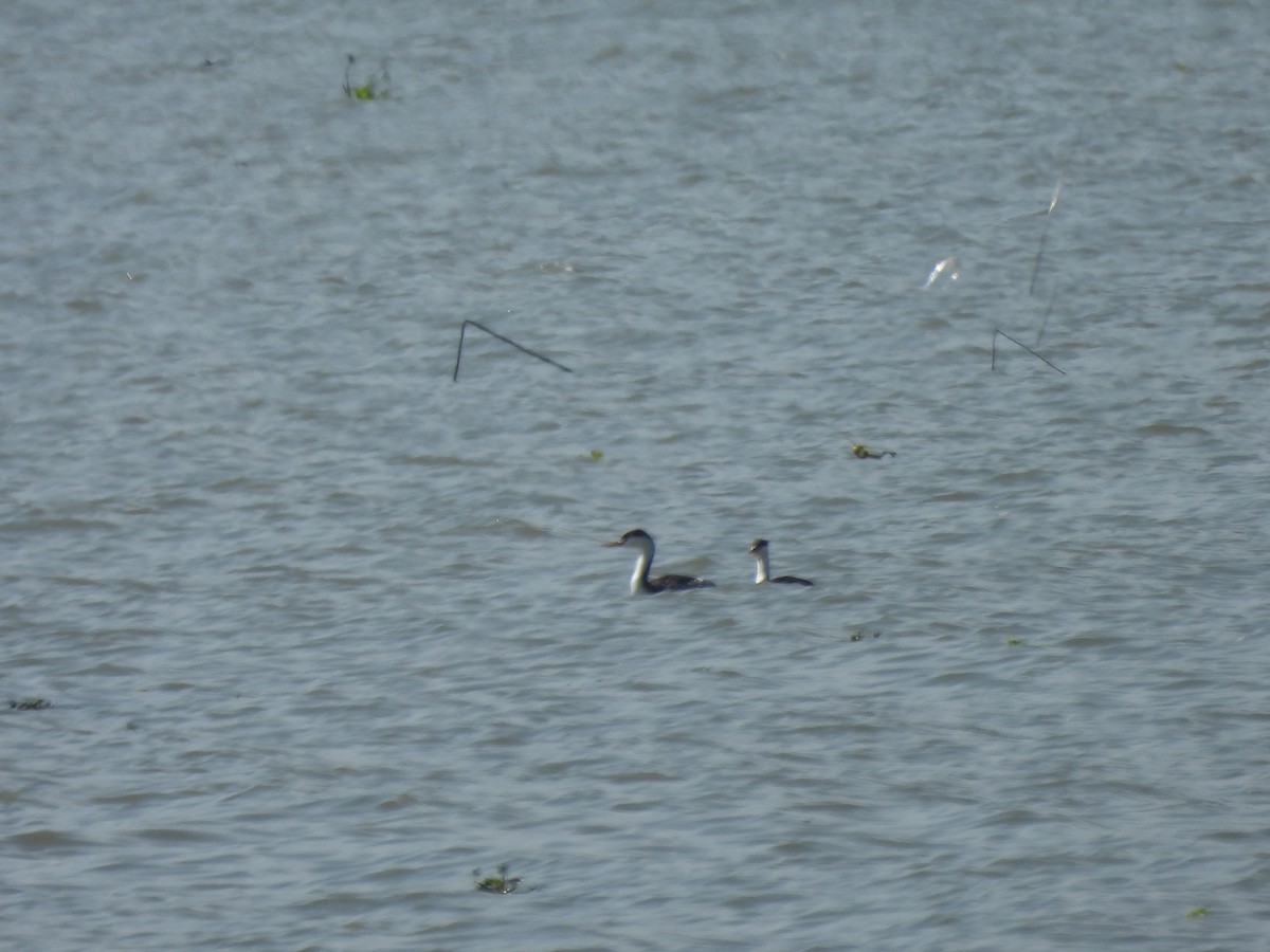 Clark's Grebe - ML647035819