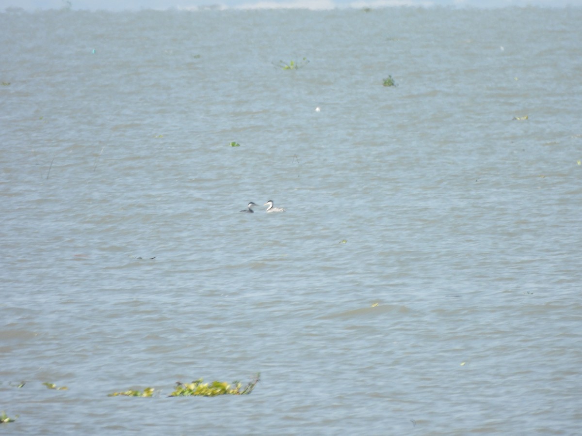 Clark's Grebe - ML647035836