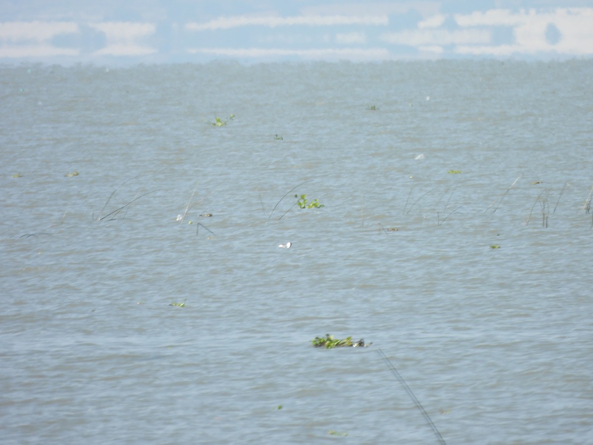 Clark's Grebe - ML647035837