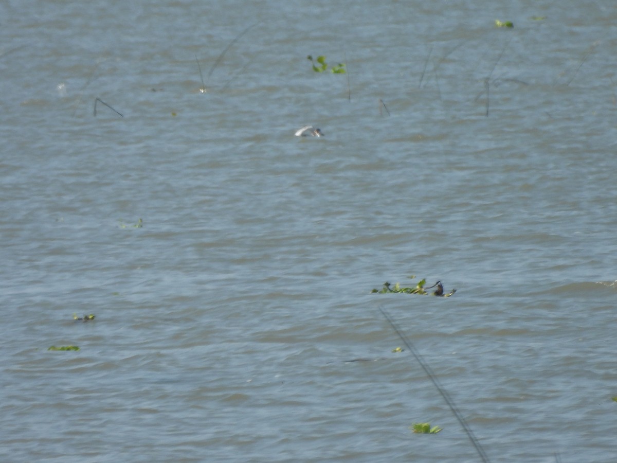 Clark's Grebe - ML647035838